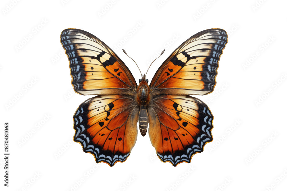 Butterfly (JPG 300Dpi 10800x7200) Butterfly (JPG 300Dpi 10800x7200)