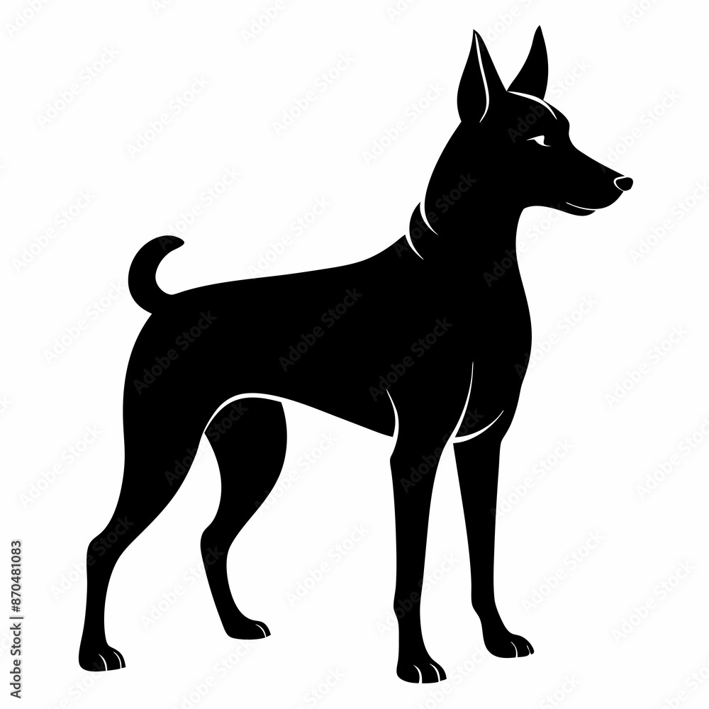 black and white dog black and white dog