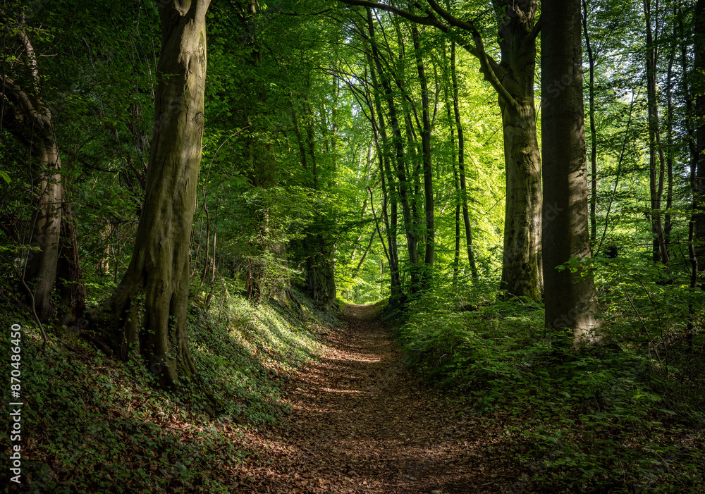 Obraz premium green forest in the sunshine
