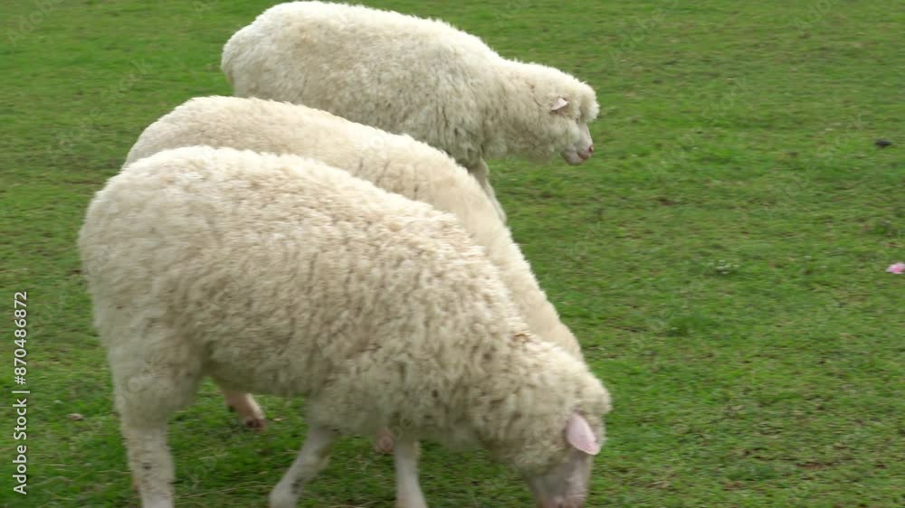 Farm animal Merino sheep walking, resting, eating grass freely in farmland Farm animal Merino sheep walking, resting, eating grass freely in farmland