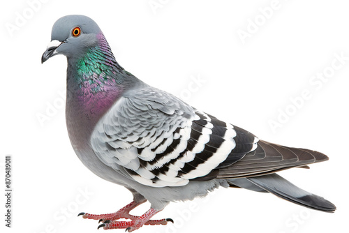 a close up of a bird