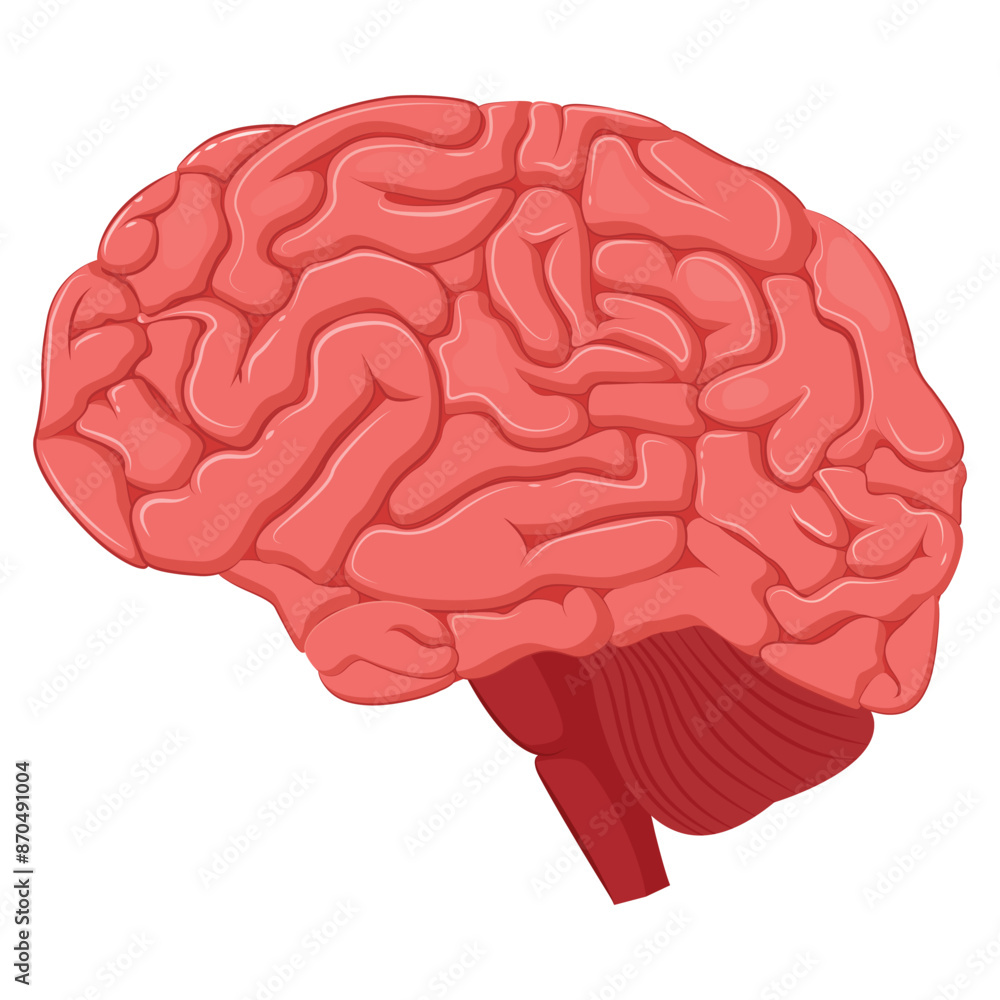 Vector illustration of a human brain. The concept of organs for study for medical and biological purposes. Picture for books, magazines and articles Vector illustration of a human brain. The concept of organs for study for medical and biological purposes. Picture for books, magazines and articles