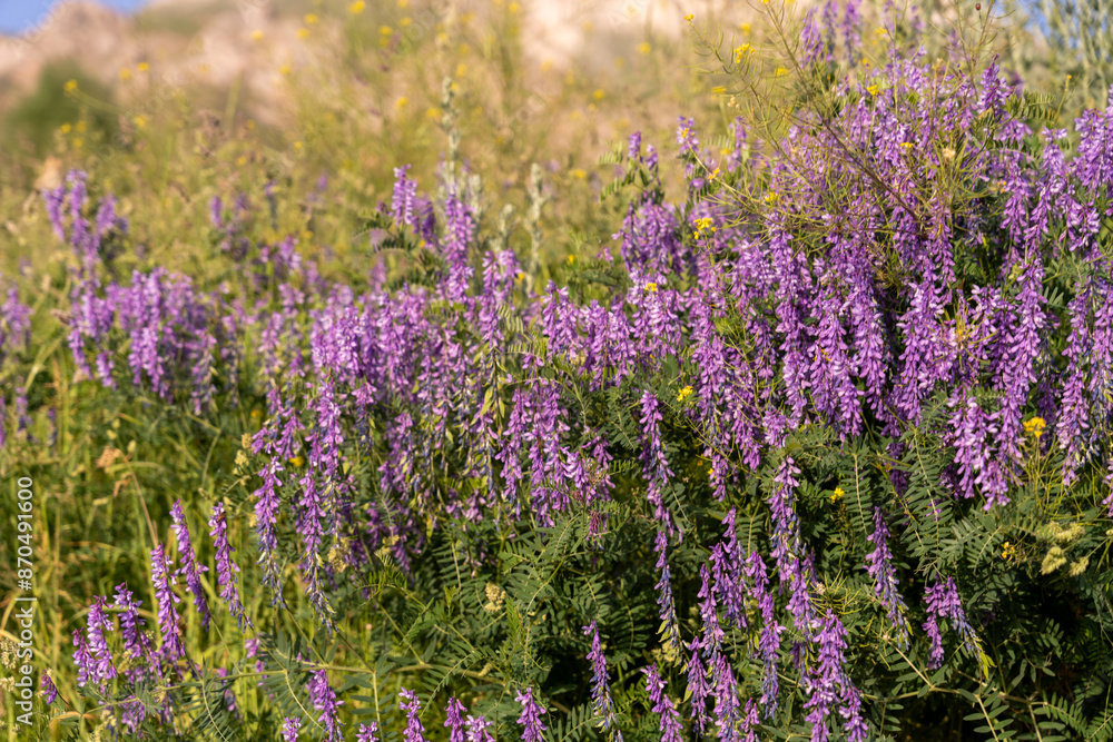 A field of purple flowers with yellow flowers in the background A field of purple flowers with yellow flowers in the background