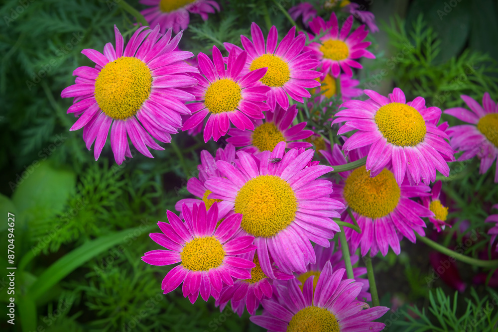 Pink daisies in the garden. Natural wallpaper, background for design, place for text, spring flowers. Selective focus. Pink daisies in the garden. Natural wallpaper, background for design, place for text, spring flowers. Selective focus.