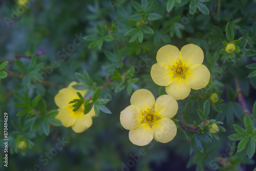 Tableau sur toile Shrub of potentilla fruticosa sommerflor shrubby cinquefoil yellow flowers with green