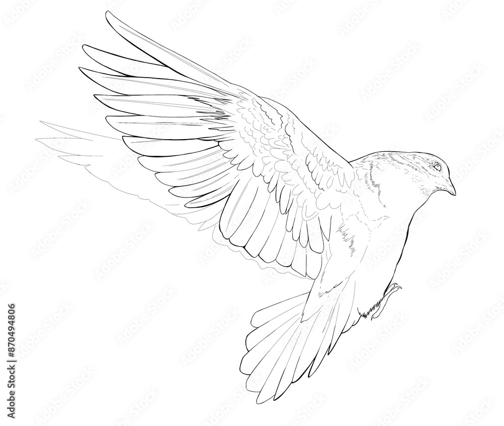 Linear drawing pigeon coloring book clip art design dove bird peace symbol detailed realistic outline Line Art coloring page design realistic wild animal doodle hand drawn graphic postcard wedding png Linear drawing pigeon coloring book clip art design dove bird peace symbol detailed realistic outline Line Art coloring page design realistic wild animal doodle hand drawn graphic postcard wedding png