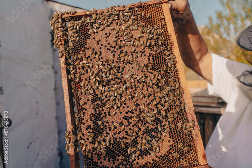 A man holds a honeycomb with a large number of bees on it