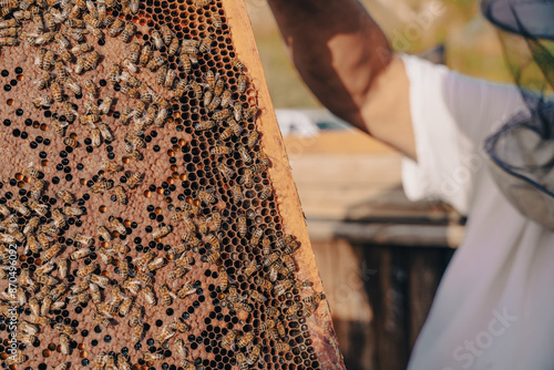 A person is holding a honeycomb with a lot of bees on it photo