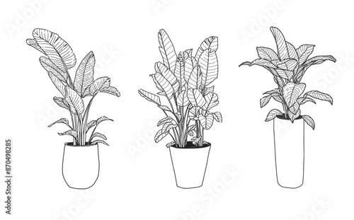 Hand drawn, Illustration Set Beautiful tropical plants , tropical leaves in pots. 