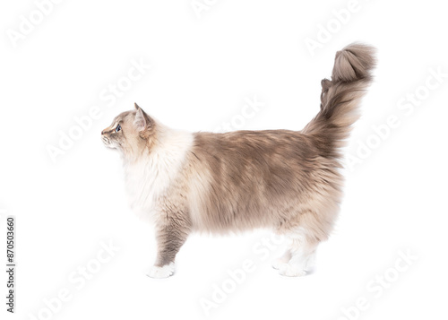 Ragdoll cat standing side ways isolated on white studio background portrait