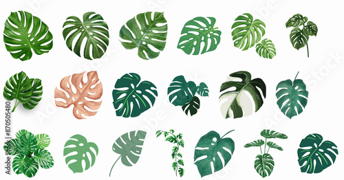 minimalist, boho and modern Abstract botanical wall art elements.  tropical leaves. Monstera leaves and leaf for wall art, poster and logo. Vector illustration © Naw