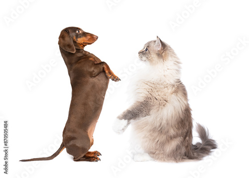 Group of Ragdoll cat and dachshund dog standing up begging together side portrait isolated on white studio background