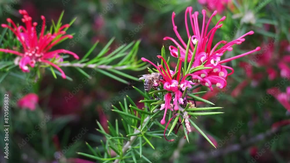 Hard-working bee collecting pollen or nectar on pink Grevillea Canberra Gem flowers. This beautiful subtropical evergreen plant also known as spider flower. Animals in spring nature concept. Hard-working bee collecting pollen or nectar on pink Grevillea Canberra Gem flowers. This beautiful subtropical evergreen plant also known as spider flower. Animals in spring nature concept.