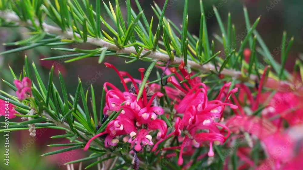 Hard-working bee collecting pollen or nectar on pink Grevillea Canberra Gem flowers. This beautiful subtropical evergreen plant also known as spider flower. Animals in spring nature concept. Hard-working bee collecting pollen or nectar on pink Grevillea Canberra Gem flowers. This beautiful subtropical evergreen plant also known as spider flower. Animals in spring nature concept.