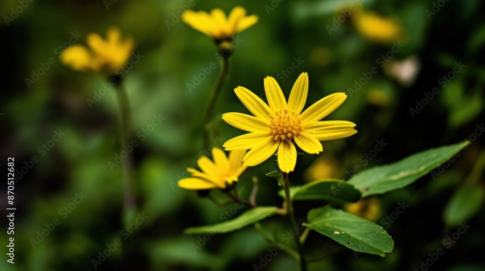 A yellow flower with a brown stem A yellow flower with a brown stem