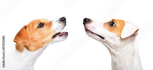Photography Portrait of two Jack Russell Terrier dogs, side view, isolated on white backgrou