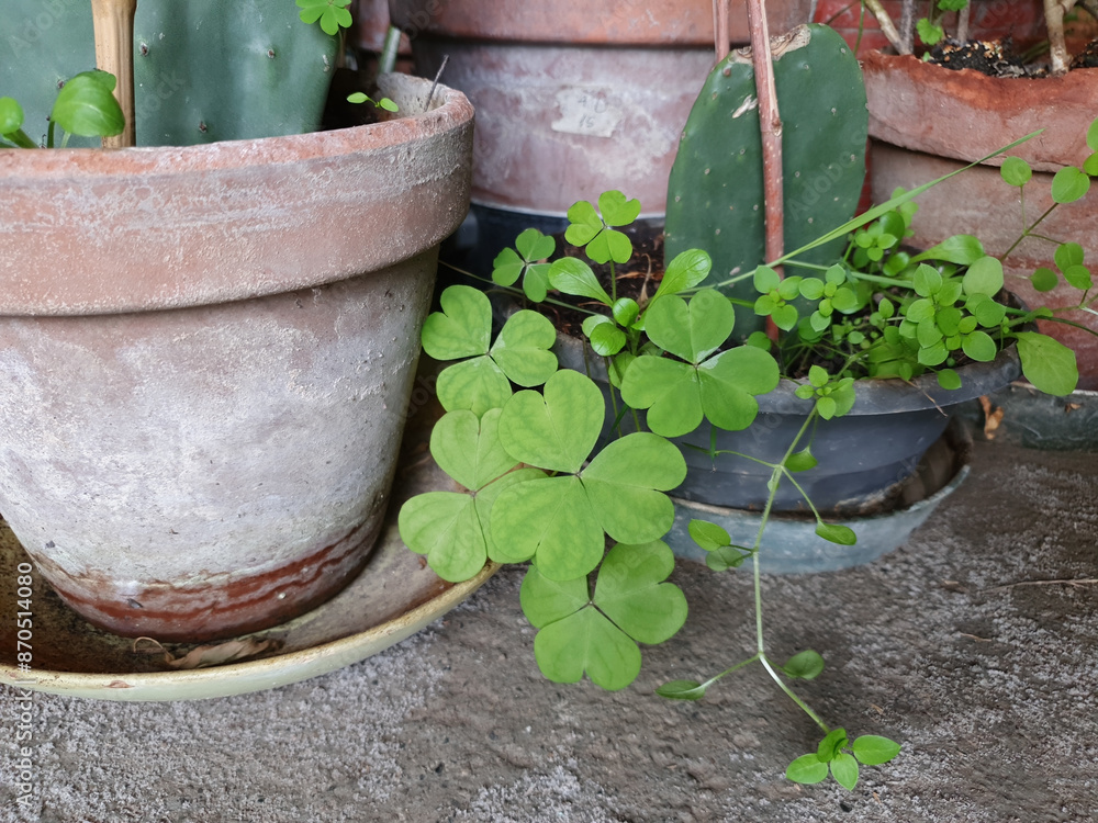 clover plant scient. name Trifolium clover plant scient. name Trifolium