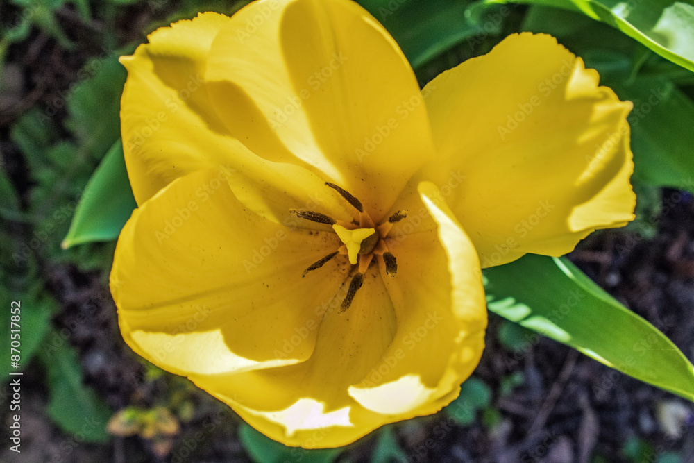 Fototapeta premium Macro - Forest - Europe, Romania, Suceava region