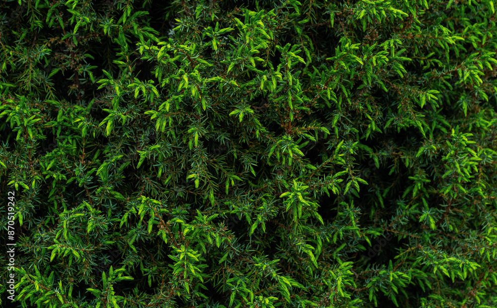 background texture green leaf structure macro photography. background texture green leaf structure macro photography.