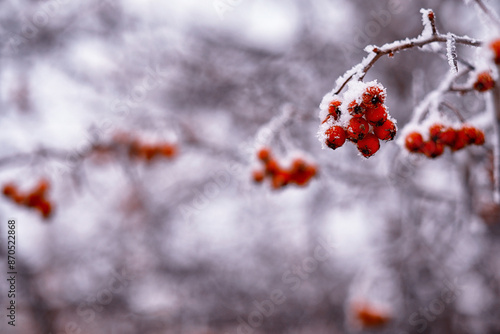 Winter atmospheric landscape with frost-covered dry plants during snowfall. Winter Christmas background