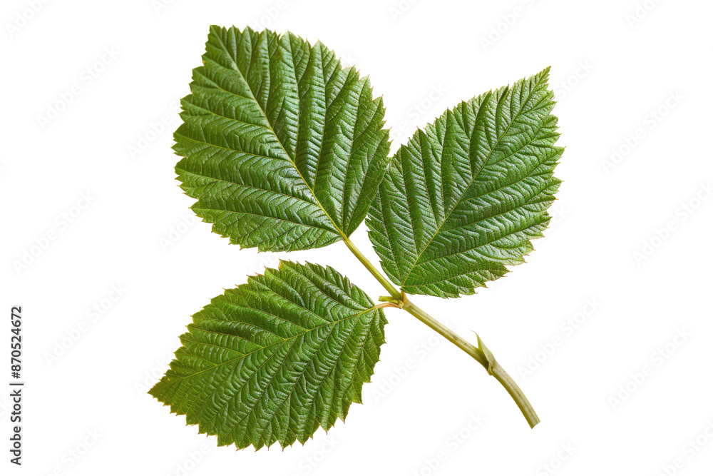 Fototapeta premium Raspberry leaves isolated on transparent background