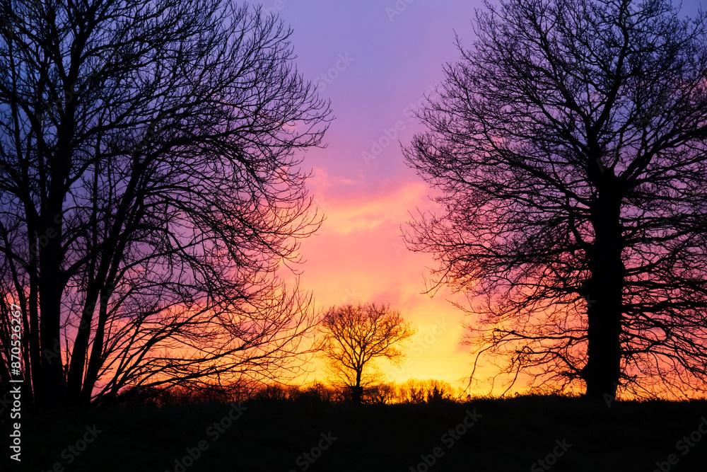 Silhouettes of trees in the field at sunset against a stunning purple red sky in the countryside Silhouettes of trees in the field at sunset against a stunning purple red sky in the countryside