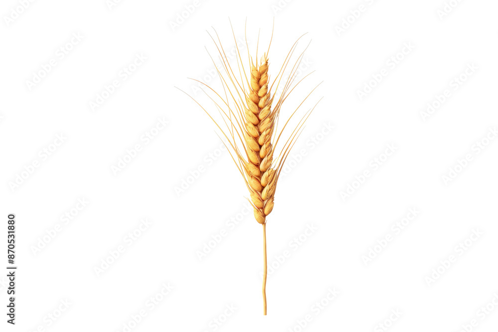 Top view of wheat ear isolated on transparent background Top view of wheat ear isolated on transparent background