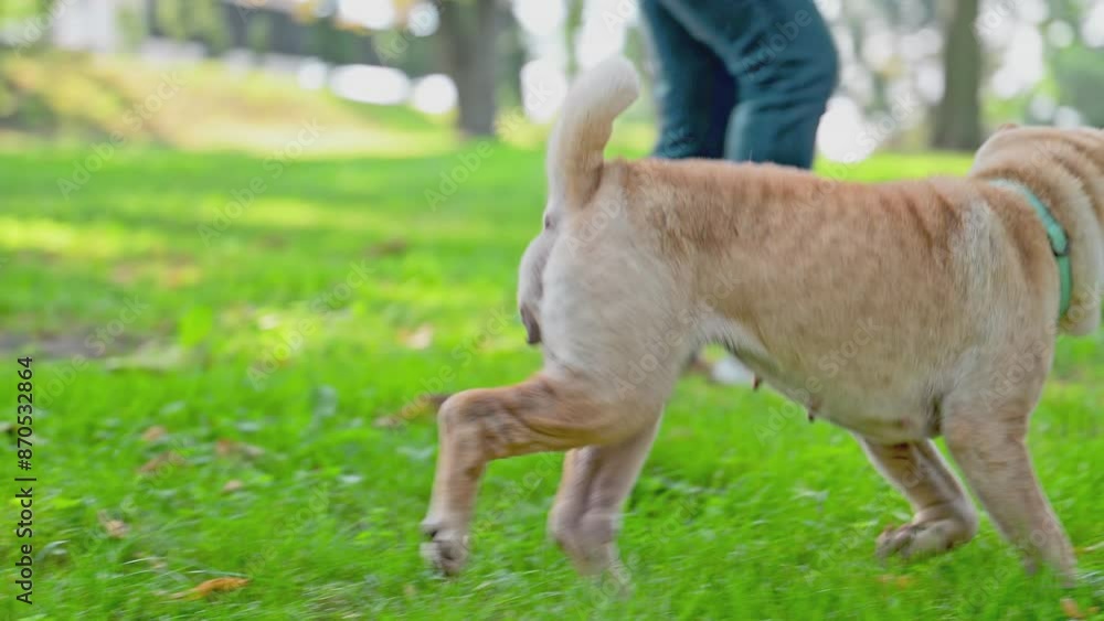 Shar pei purebred dog brown color walking on the grass with their owner Shar pei purebred dog brown color walking on the grass with their owner