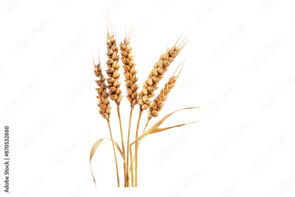 Wheat ear isolated on transparent background Wheat ear isolated on transparent background