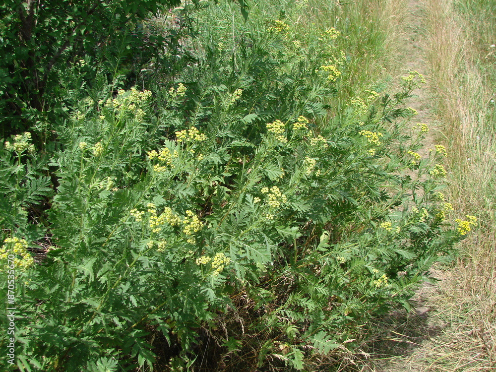 Obraz premium The natural beauty of lush flowering steppe vegetation on both sides of the path under the rays of the scorching June sun.