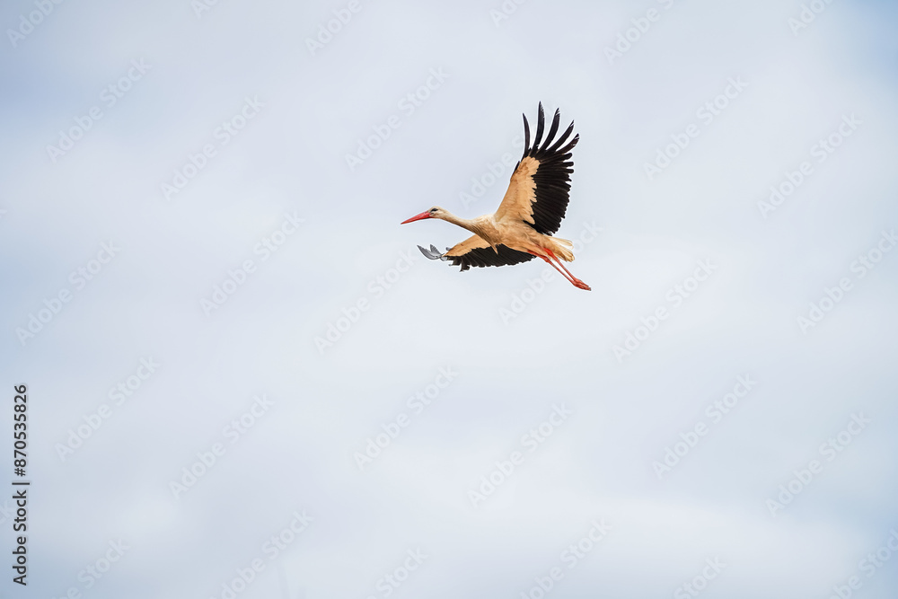 Obraz premium white stork in flight