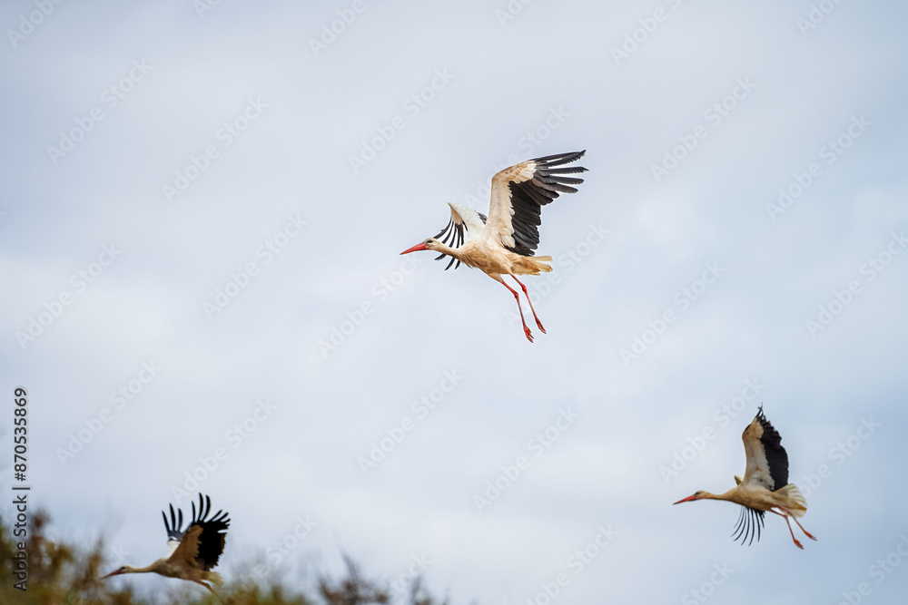 Obraz premium white stork in flight