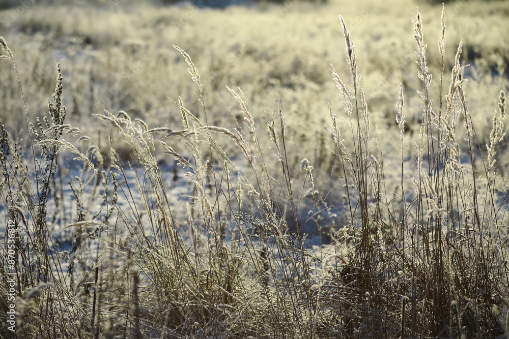Fototapeta premium White snow on a bare tree branches on a frosty winter day, close up. Natural background. Selective botanical background.