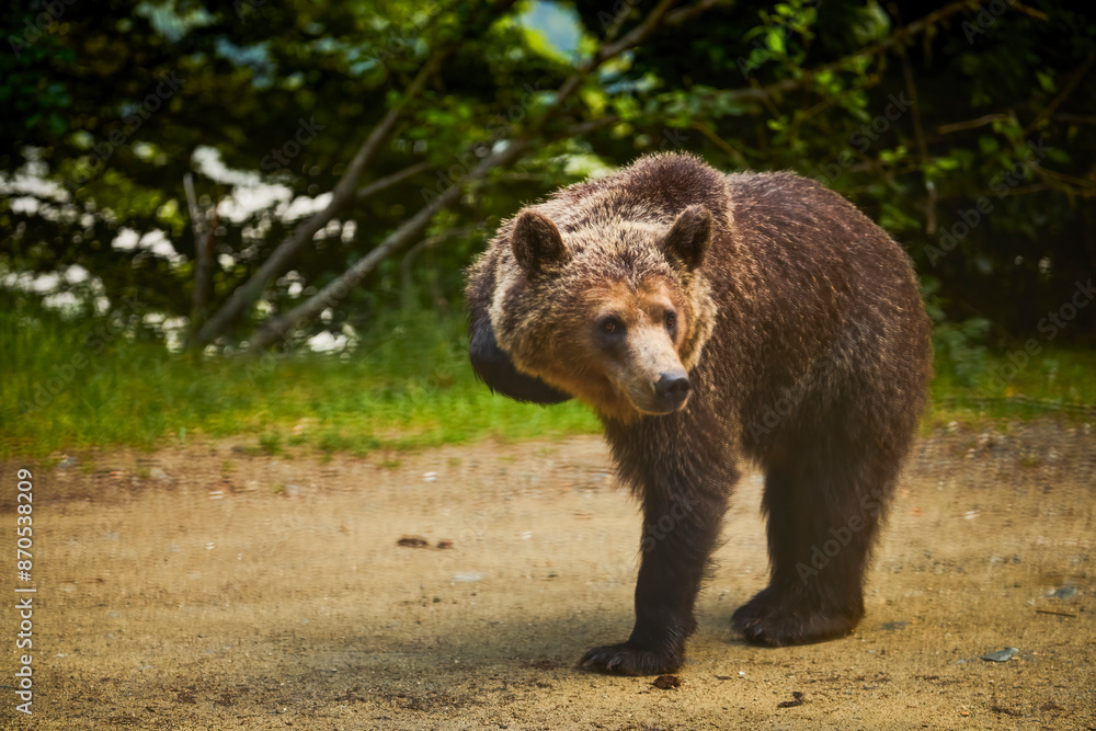 a bear standing at the edge of a forest a bear standing at the edge of a forest