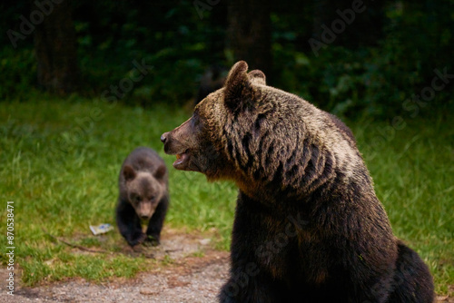 Wallpaper Mural a bear with cubs at the edge of a forest Torontodigital.ca