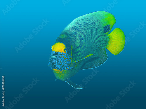 Angelfish - Pomacanthus xanthometopon - isolated against a blue gradient background. I took the underwater photograph of this colorful fish during a dive at a coral reef in Raja Ampat, Indonesia.