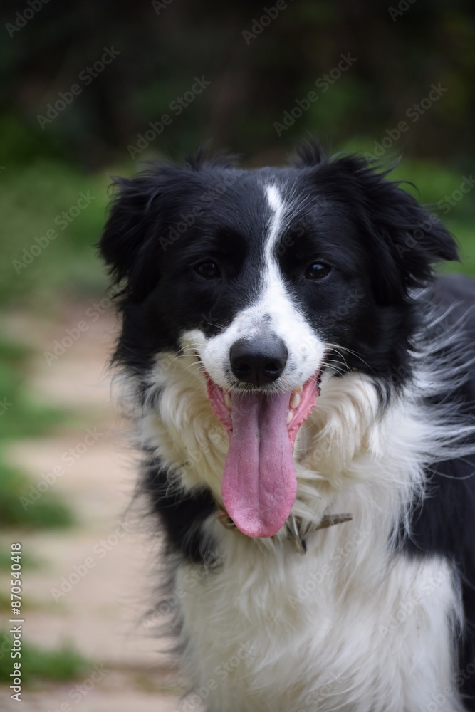 Portrait of dog smilling tongue sticking out, black and white border collie , dog. Portrait of dog smilling tongue sticking out, black and white border collie , dog.