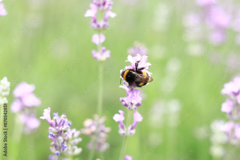 Striped bumblebee on a lavender flower, close-up. Pollination of flowers by insects. Lavender bloom season. Purple lavender flowers with selective focus. Lavender field Striped bumblebee on a lavender flower, close-up. Pollination of flowers by insects. Lavender bloom season. Purple lavender flowers with selective focus. Lavender field