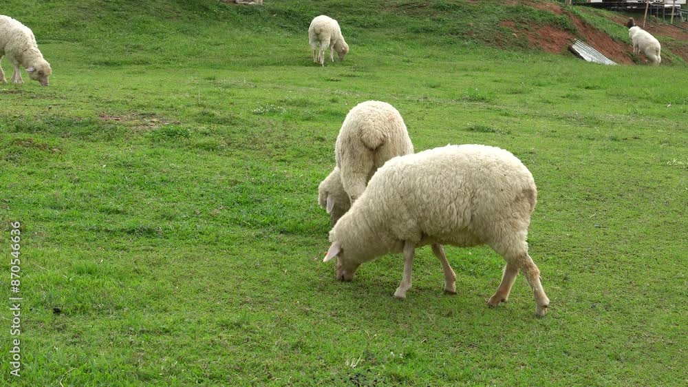 Farm animal Merino sheep walking, resting, eating grass freely in farmland Farm animal Merino sheep walking, resting, eating grass freely in farmland