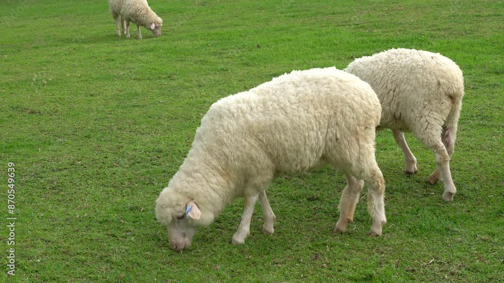 Farm animal Merino sheep walking, resting, eating grass freely in farmland Farm animal Merino sheep walking, resting, eating grass freely in farmland