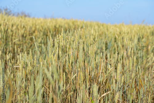 Weizenfeld in Bayern photo