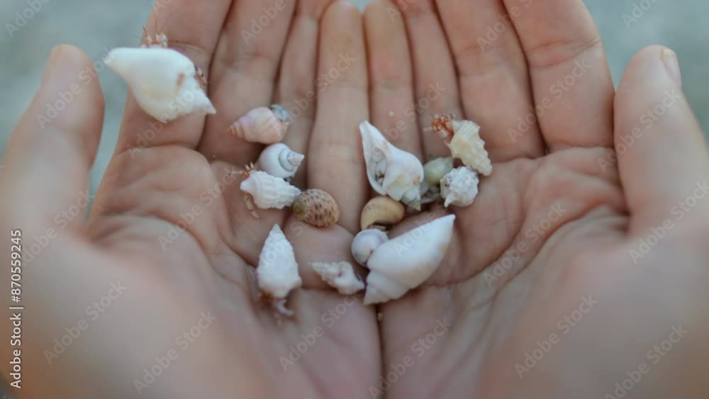 A person is seen holding a collection of shells in their hands, showcasing various shapes, sizes, and colors. A person is seen holding a collection of shells in their hands, showcasing various shapes, sizes, and colors.