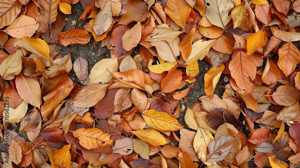 Leaves crunch underfoot, a satisfying sound that signals autumn's arrival with each step. Leaves crunch underfoot, a satisfying sound that signals autumn's arrival with each step.