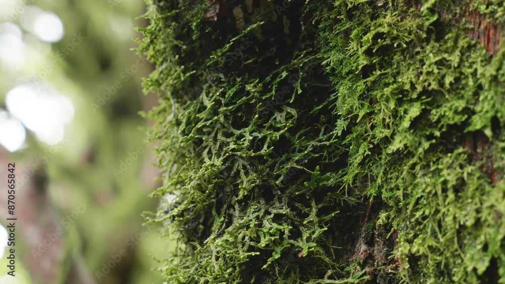 Detail of moss growing on trees in a humid forest, Egmont National Park, Taranaki, New Zealand. Detail of moss growing on trees in a humid forest, Egmont National Park, Taranaki, New Zealand.