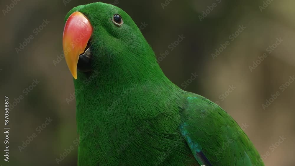 Male Moluccan eclectus (Eclectus roratus) parrot bird native to the Maluku Islands in a wild -face extreme close-up Male Moluccan eclectus (Eclectus roratus) parrot bird native to the Maluku Islands in a wild -face extreme close-up