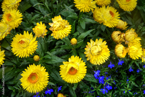 Yellow Chrysanthemums about to Bloom