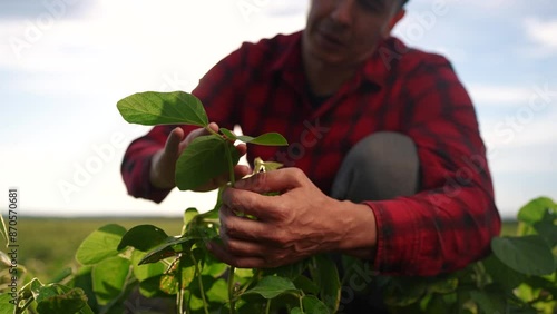 Male farmer working in soybean field. Agriculture worker food concept. Farmer studying lifestyle soybeans at the. plant. Farmer and man workimg studying soybeans in a field. photo