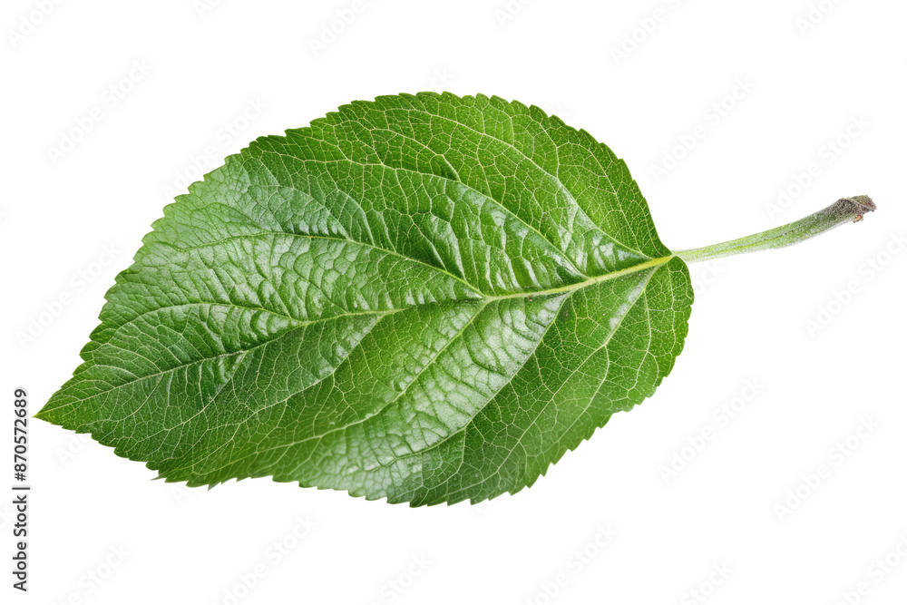 apple leaf isolated on white or transparent png apple leaf isolated on white or transparent png