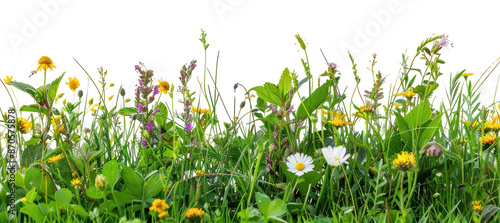 Fototapeta Naklejka Na Ścianę i Meble -  PNG A grass and flowers backgrounds grassland outdoors.