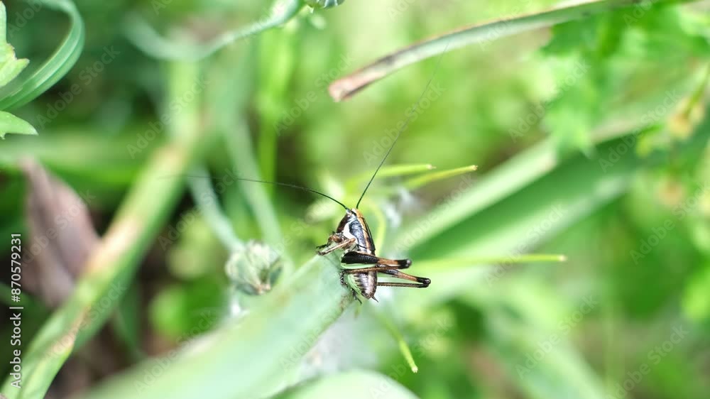 Tiny brown grasshopper sitting calm on a green leaf. Pholidoptera fallax is a cute cricket with black stripes and white dots. Shallow depth of field meadow wildlife from the Krk Island, Croatia. Tiny brown grasshopper sitting calm on a green leaf. Pholidoptera fallax is a cute cricket with black stripes and white dots. Shallow depth of field meadow wildlife from the Krk Island, Croatia.
